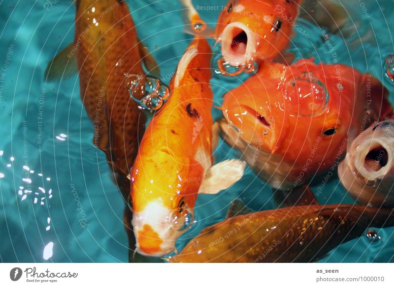 Hungääär Tier Fisch Tiergesicht Schuppen Aquarium Koi Zierfische Goldfisch Flosse Maul Fischmaul Tiergruppe Schwarm Schwimmen & Baden Fressen leuchten