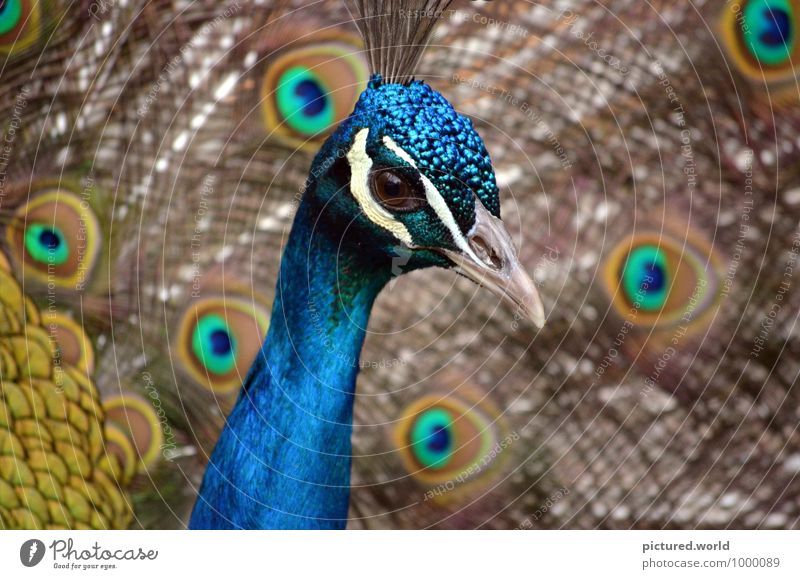 Pfauenauge Natur Pflanze Tier Vogel 1 beobachten elegant blau braun mehrfarbig gelb gold grün schwarz weiß Begeisterung ästhetisch schön Pfauenfeder Farbfoto