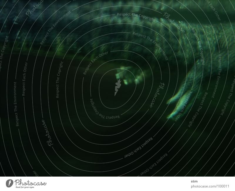 grün Pfote Krallen Alligator Krokodil gefährlich ruhig gleiten Angst furchtbar geheimnisvoll dunkel dunkelgrün hässlich nah Zoo exotisch gruselig Thriller