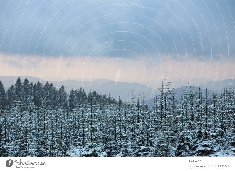 Wintertannen 2 Ferien & Urlaub & Reisen Umwelt Natur Eis Frost Schnee Schneefall Wald ästhetisch bizarr Kahler Asten Sauerland Farbfoto Außenaufnahme