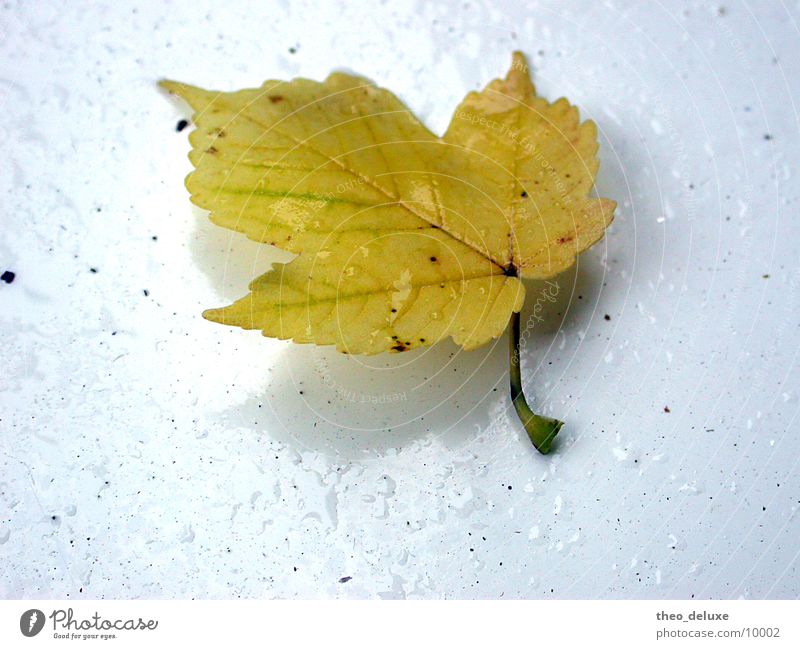 Blatt im Regen nass Oberfläche weiß Wasser Wassertropfen