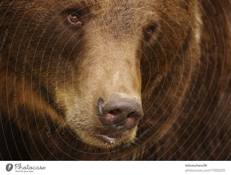 kuschelig Tier Wildtier Bär Braunbär Landraubtier Säugetier Bärenfell Kopf Auge Nase Maul Fell Tiergesicht bedrohlich kuschlig muskulös natürlich stark wild