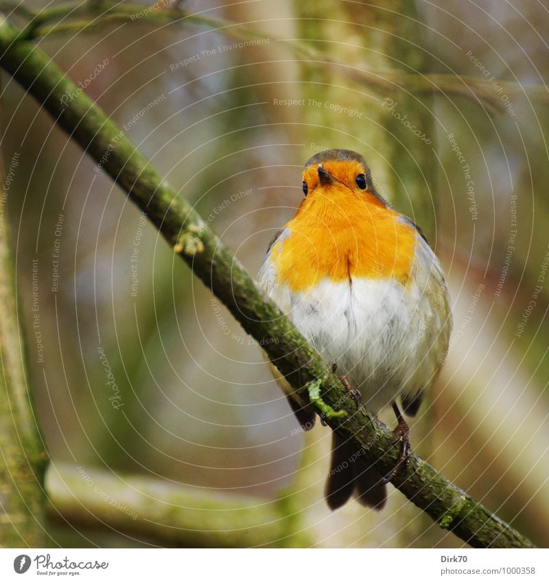 Robin, aufgeschreckt Umwelt Natur Tier Winter Baum Zweig Ast Garten Park Wald Wildtier Vogel Rotkehlchen Singvögel 1 beobachten sitzen frei kalt kuschlig