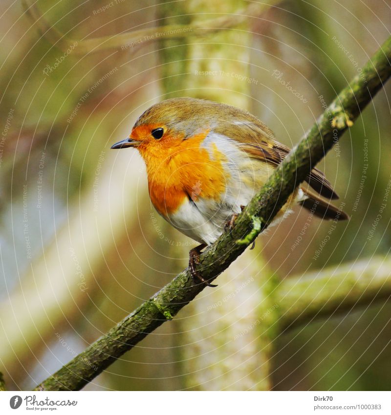 Hüter des geheimen Gartens Natur Winter Schönes Wetter Pflanze Baum Wald Baumstamm Zweig Zweige u. Äste Ast Park Tier Wildtier Vogel Singvögel Rotkehlchen 1