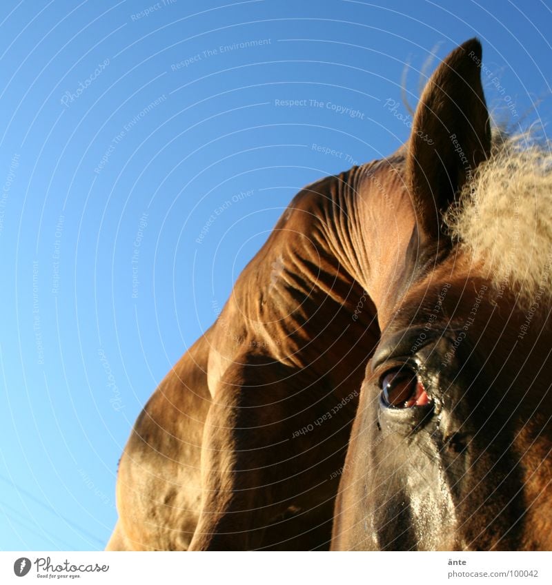 faltenwurf Pferd Haflinger Tier Auge Mähne Haarschopf Wachsamkeit Fell Schädlinge Sommer Macht groß nah Trauer Hundeblick Säugetier Pony Ohr Blick Falte