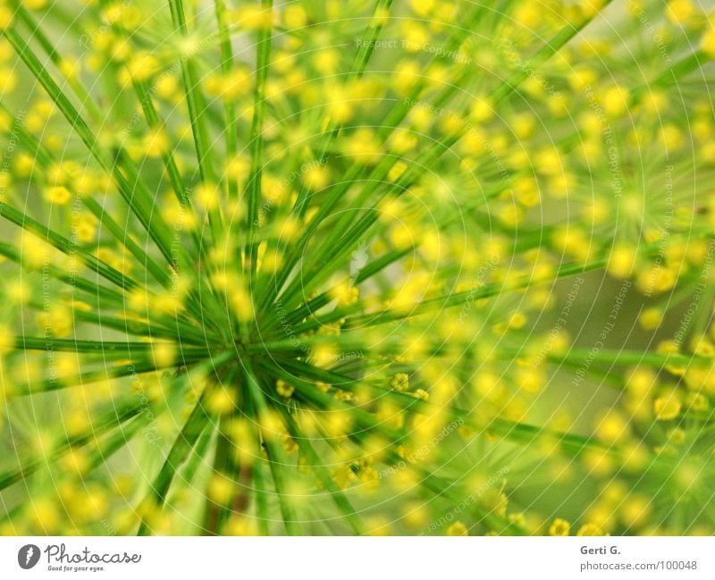 Schnill abstrakt gelb grün Dill Gartenpflanzen gepunktet Leitersprosse durcheinander Doldenblütler Heilpflanzen Fischgewürz Punkt Speichen Stengel wirrwar