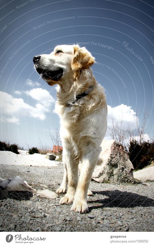 {Braun-weiße Rettung} Hund Majestät schön Fell Säugetier Bernhardiner oder was?! Lawinenhund Natur Freiheit frei sabber hol es! hound dog avalanche dog