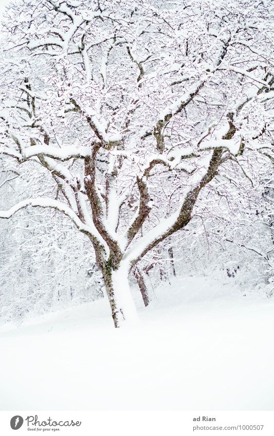 fresh breeze Umwelt Natur Pflanze Tier Winter Eis Frost Schnee Schneefall Baum Grünpflanze Park Feld Wald Hügel alt frieren ästhetisch kalt Schutz Idylle