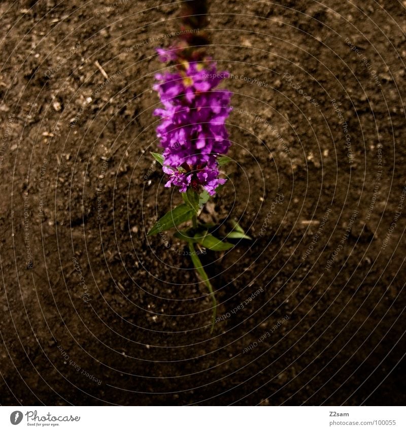 einsames blümchen Einsamkeit Blume Pflanze violett Wachstum Blüte frisch Sommer Unschärfe Erde Natur mehrfarbig Geruch