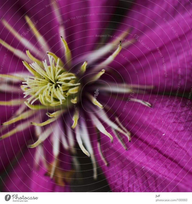 leben Blüte Blume violett nah Makroaufnahme aufmachen Frühling Waldrebe Pollen flower Leben Blühend ursprünglich