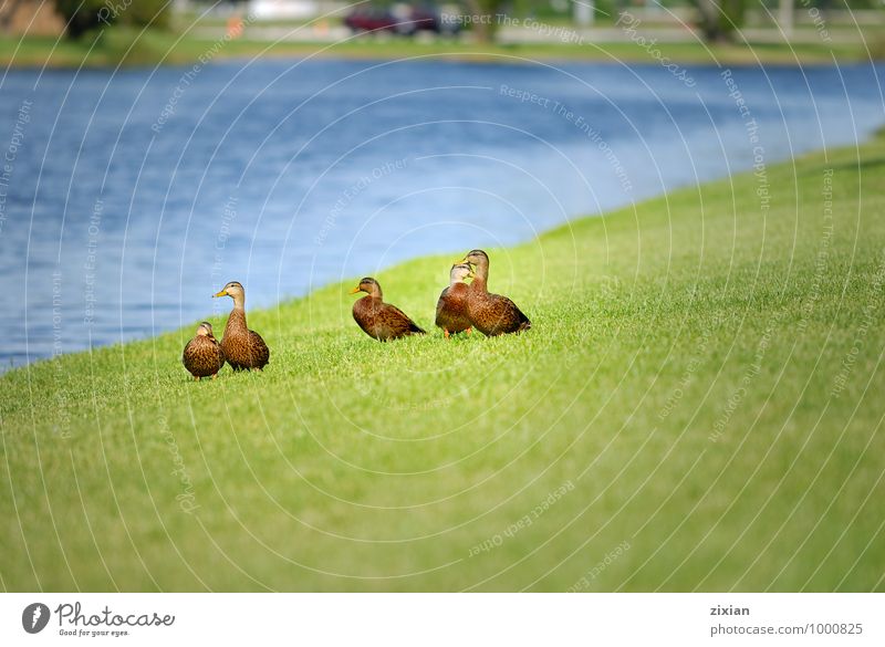 gepunktete Enten Tier Wildtier Vogel 4 Tiergruppe Schwarm Tierjunges Tierfamilie Wasser Glück Farbfoto Morgen Vogelperspektive Totale