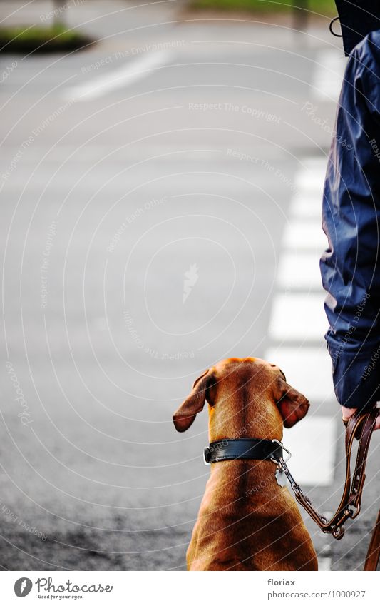 brav warten im straßenverkehr Stadt Stadtzentrum Verkehr Verkehrswege Straßenverkehr Fußgänger Verkehrsunfall Straßenkreuzung Wege & Pfade Tier Haustier Hund 1