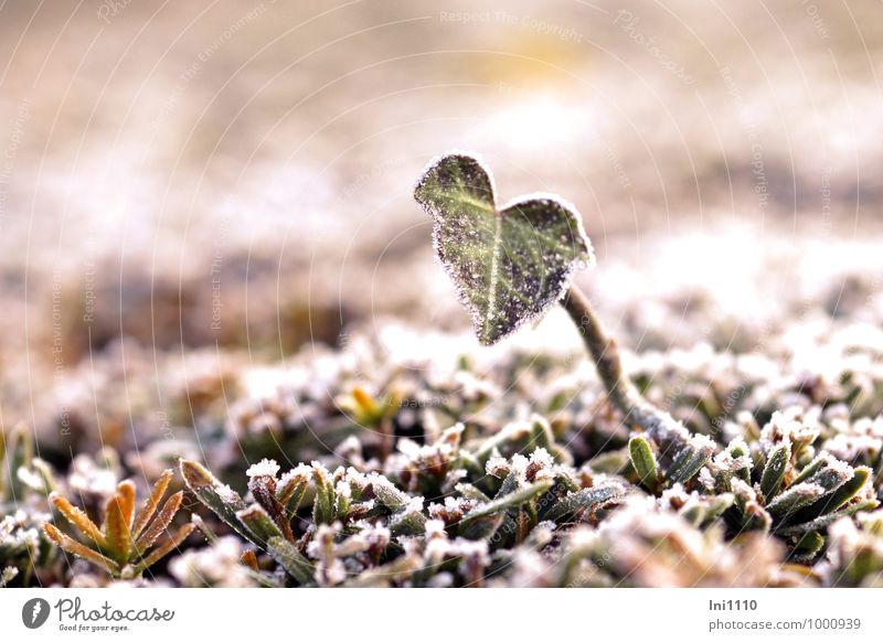 Efeuherzblatt Pflanze Herbst Eis Frost Blatt Grünpflanze Nutzpflanze Wildpflanze Garten Park beobachten entdecken frieren glänzend kalt natürlich braun gelb