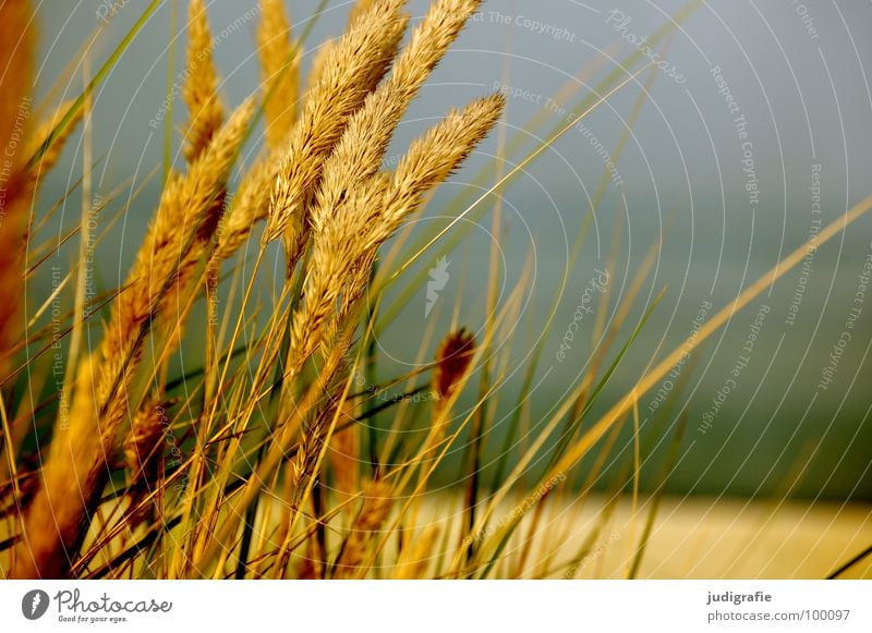 Küste Gras grün Stengel Halm Ähren glänzend schön weich Rauschen Wiese zart beweglich sensibel federartig Strand Pflanze Farbe Sommer strandhafer Pollen rispe