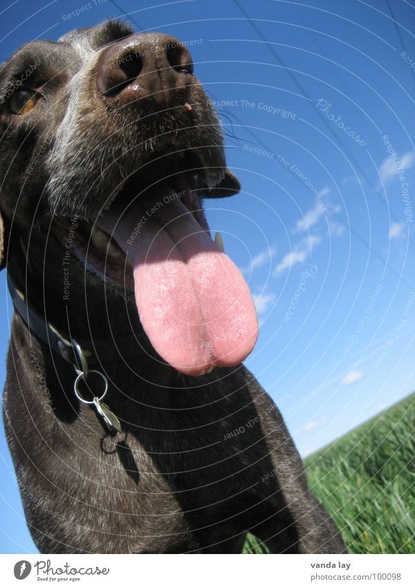 Hechelhund I Jagdhund Hund Jäger Halsband Tier Treue beste Luft Spaziergang auslaufen braun grün atmen heiß Feld Wiese Sommer Säugetier Paul Deutsch Kurzhaar