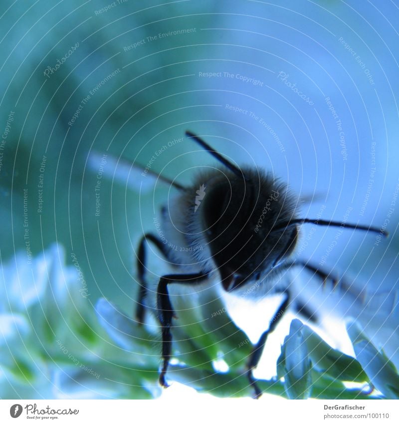 Blaue Biene hebt gleich ab Blüte Insekt satt Honig Sammlung Abheben blau Makroaufnahme