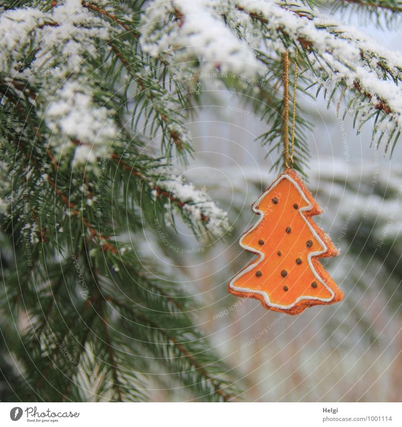 oh Tannenbaum... Weihnachten & Advent Umwelt Natur Pflanze Winter Schnee Baum Fichte Zweig Tannennadel Wald Dekoration & Verzierung Weihnachtsbaum Zeichen