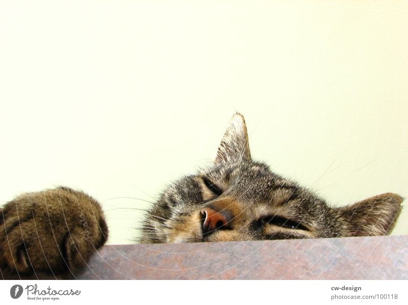 ROMEO... Katze Pfote Katzenpfote Fell süß niedlich Haustier Tier Landraubtier Schnurrhaar Freisteller Säugetier Hauskatze Katzenauge Nase Katzenohr Tiergesicht