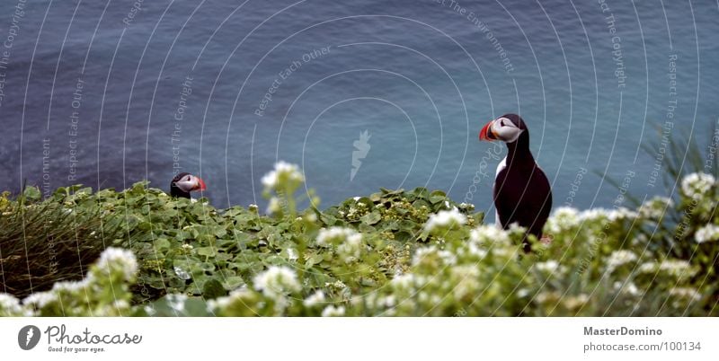 Clowns der Lüfte Papageitaucher Vogel Tier Blume Gras Meer Halm Blüte See Meerwasser Schnabel mehrfarbig tollpatschig Außenaufnahme Landschaft Island Vogelwelt