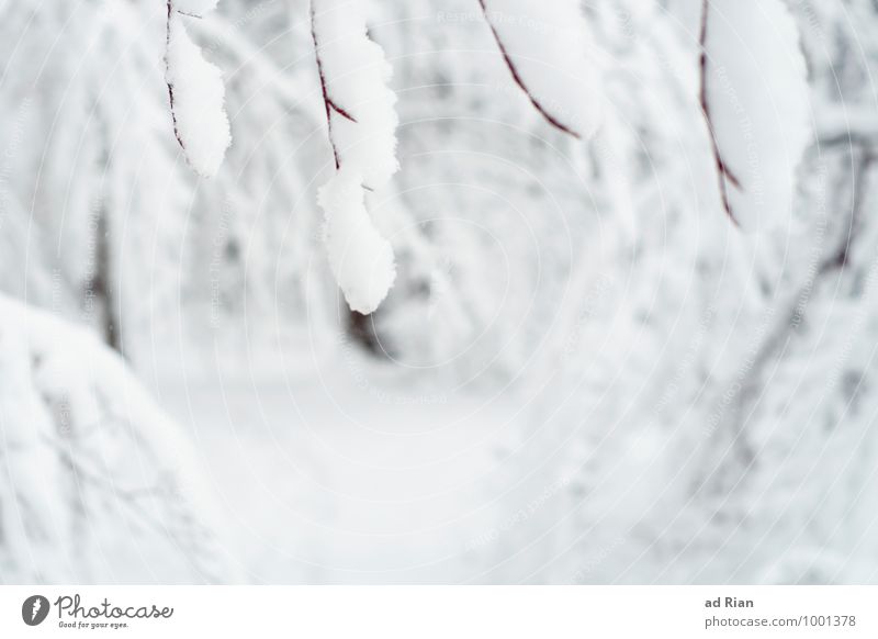 lifeline Natur Landschaft Pflanze Tier Winter Eis Frost Schnee Schneefall Baum Sträucher Grünpflanze Park Wald Hügel atmen Bewegung Erholung frieren gehen