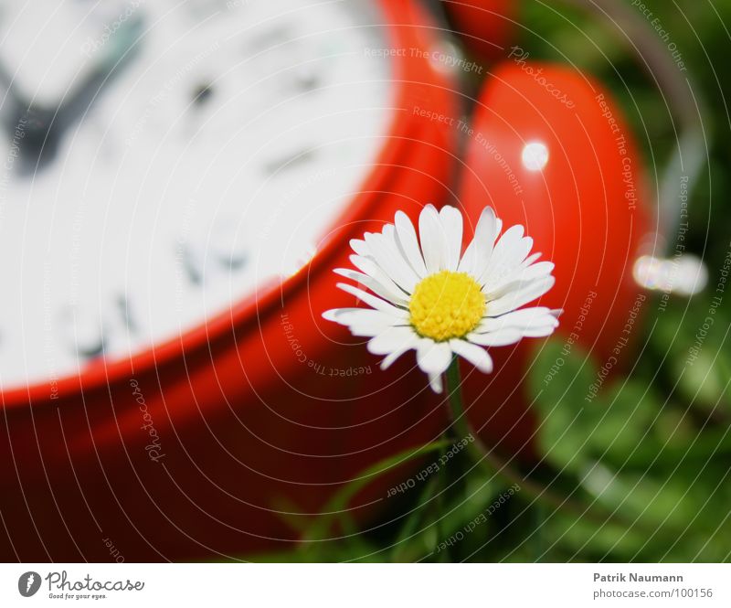 wieviel zeit bleibt mir noch? Wecker Uhr Zeit rot Unschärfe Gänseblümchen Blüte Blume Pflanze grün Gras Wiese Vergänglichkeit Sommer sommerlich Frühling