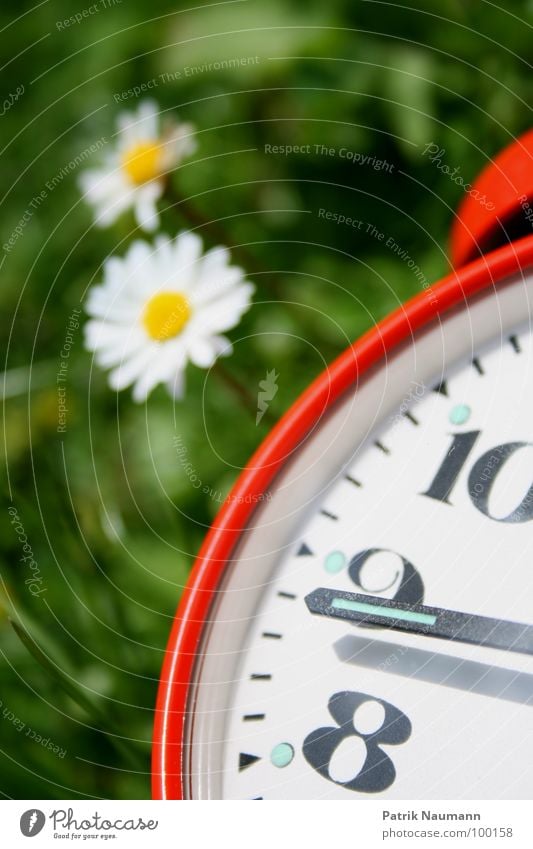 kurz vor... Gänseblümchen Wecker Uhr Zeit Ziffern & Zahlen 8 9 10 Vergänglichkeit rot Gras grün Blume Pflanze Blüte Unschärfe Sommer Frühling sommerlich Morgen