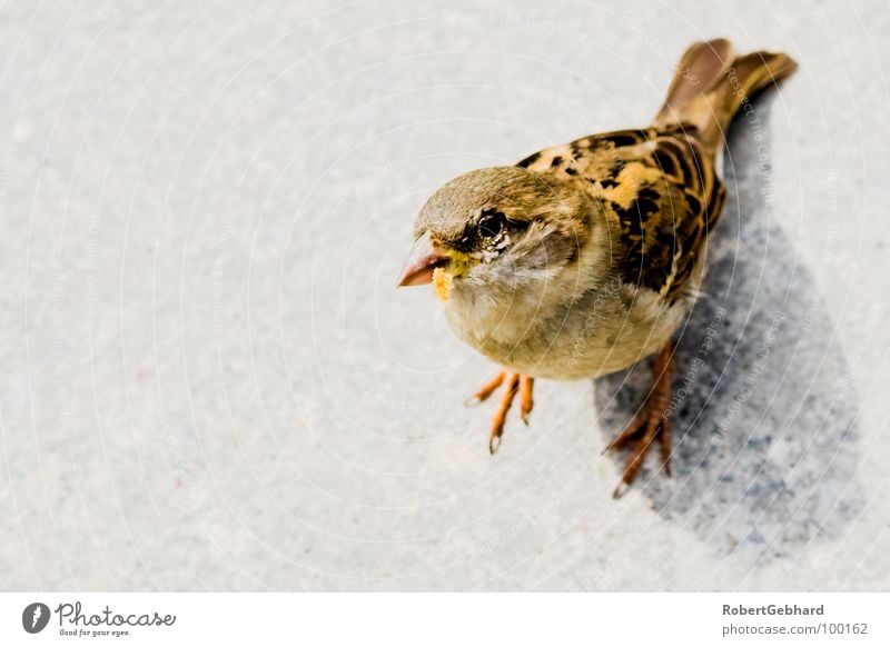 peep! Tier Vogel Spatz grau füttern Feder Haussperling Vertrauen Flügel Blick Neukiefervögel Passeridae Bodenbelag robert gebhard