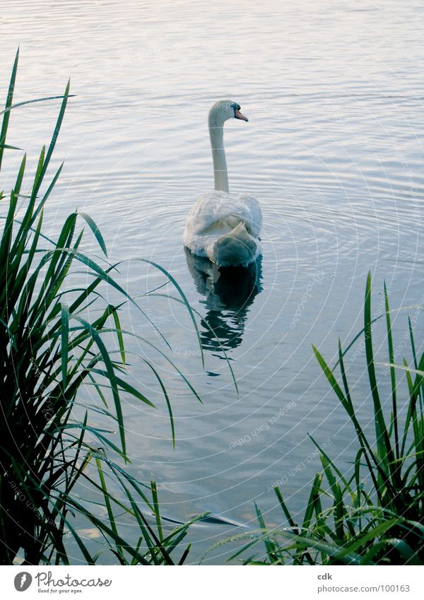 Schwanensee See Gewässer Tier weiß rein einzeln perfekt schön elegant Symbole & Metaphern Schilfrohr grün Oberfläche gleiten Schweben Reflexion & Spiegelung