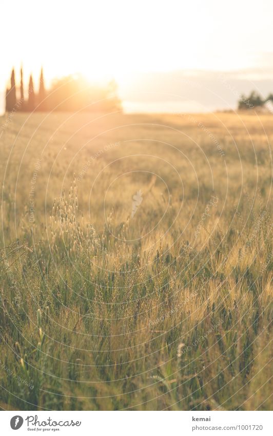 Abends im Chianti Umwelt Natur Landschaft Pflanze Sonnenaufgang Sonnenuntergang Sonnenlicht Sommer Schönes Wetter Wärme Baum Gras Grünpflanze Nutzpflanze