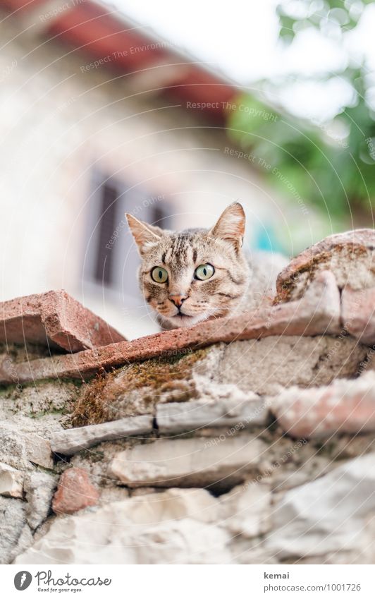 Woah - Fotografen! Mauer Wand Tier Haustier Katze Tiergesicht 1 Blick sitzen außergewöhnlich groß hell niedlich Gefühle Überraschung bedrohlich Todesangst