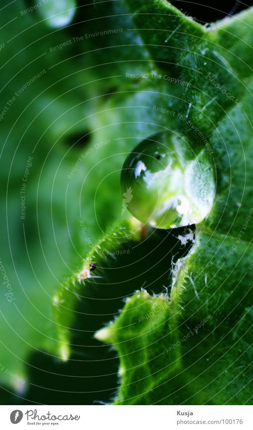 Kaplja feucht nass grün Garten Park Wassertropfen Gurkenblat Regen Makroaufnahme