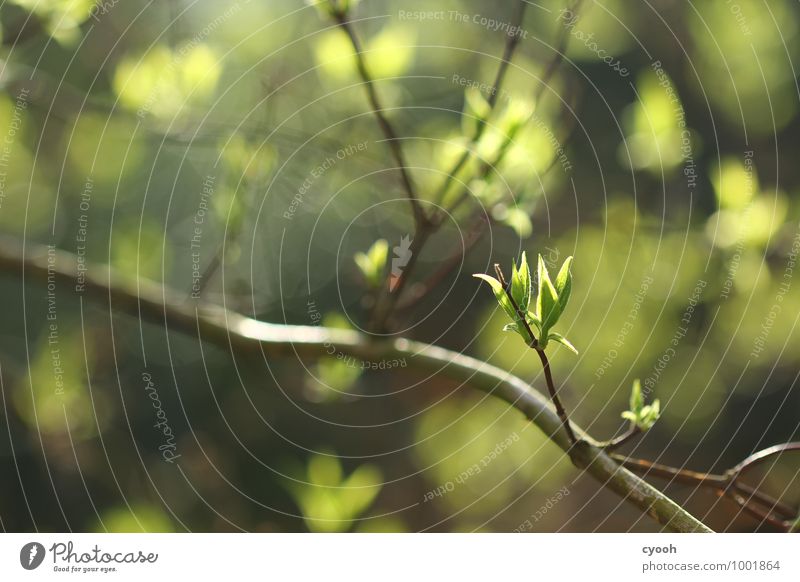 grün. Natur Frühling Schönes Wetter Pflanze Baum Blatt Wachstum frisch hell neu Wärme weich Freude Glück Fröhlichkeit Zufriedenheit Lebensfreude