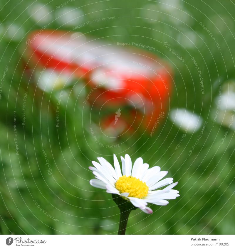 so spät schon? Unschärfe Tiefenschärfe Gänseblümchen Blüte Blume Pflanze Gras grün rot Sommer sommerlich Frühling Detailaufnahme Außenaufnahme Blühend