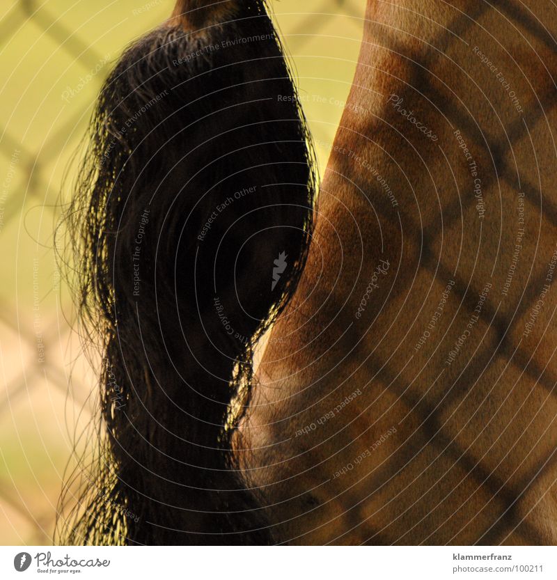 Ey was gugst DU mir... Blick Schwanz Haare & Frisuren Zopf Gitter Haftstrafe Tier Zoo grün gelb braun schwarz groß lang Tiergarten Safari Wien