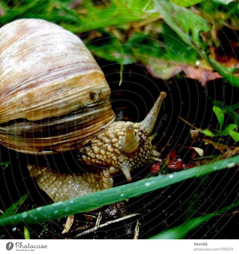 Weinbergschnecke Weinbergschnecken Schneckenhaus krabbeln gleiten Schleim anbiedern langsam Bewegung Zeitlupe stagnierend Blatt Halm Gras Heimat grün Sommer