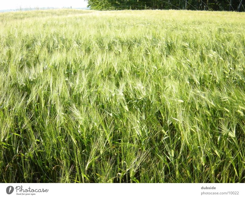 Kornfeld Feld Natur