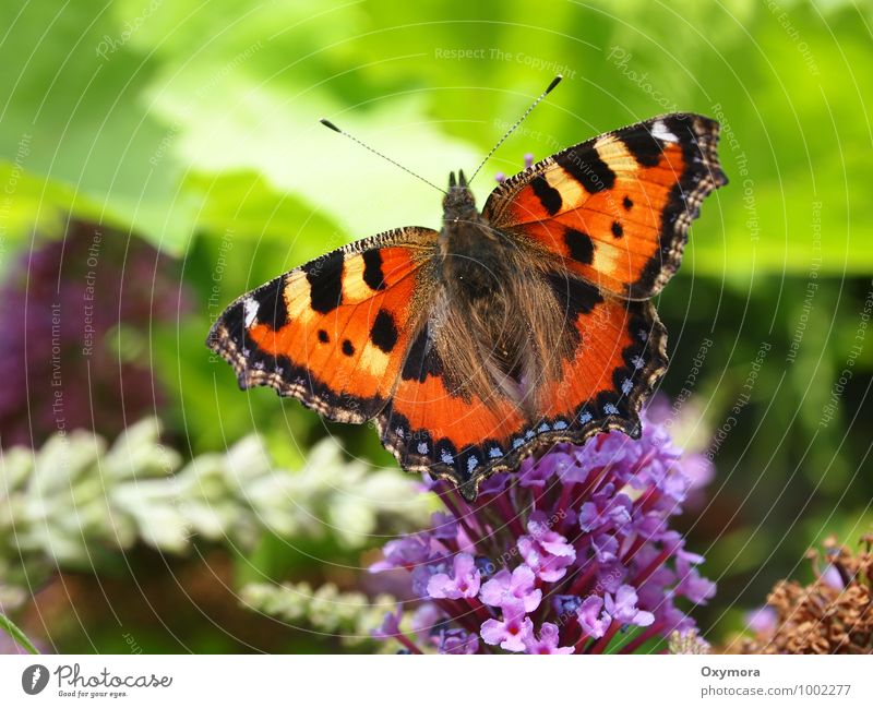 Fuchsschwanz Natur Tier Sommer Schönes Wetter Pflanze Blume Garten Feld Wildtier Schmetterling Flügel 1 Blühend Duft fliegen weich braun grün orange schön