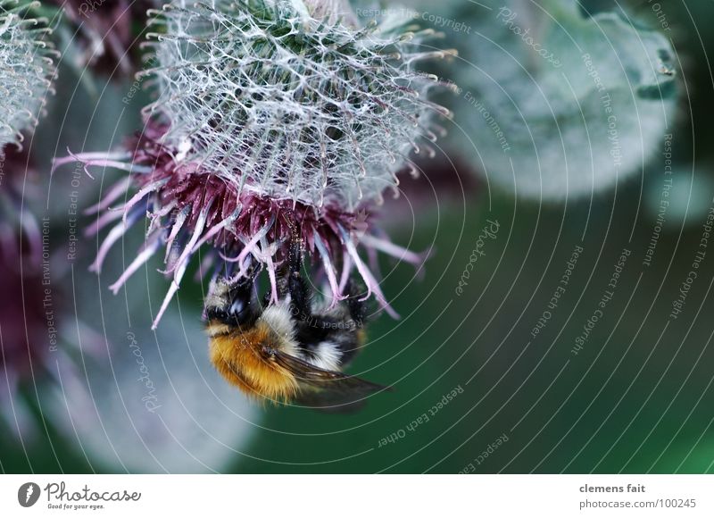 Hummel auf Diestel Blüte krabbeln Insekt fleißig Sammlung Staubfäden Pollen Makroaufnahme Nektar Distel