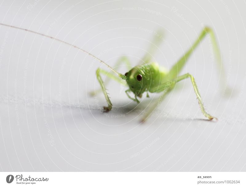 Jump! elegant Leben Umwelt Natur Tier Frühling Sommer Grashüpfer Heuschrecke Insekt Insektenauge 1 springen ästhetisch frisch klein niedlich grün Lebensfreude