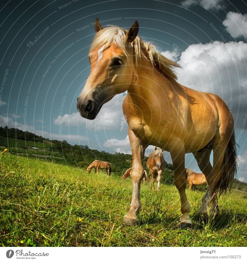 Pferdchen. Haflinger Mähne Weide Tier Säugetier Paddock horse horses