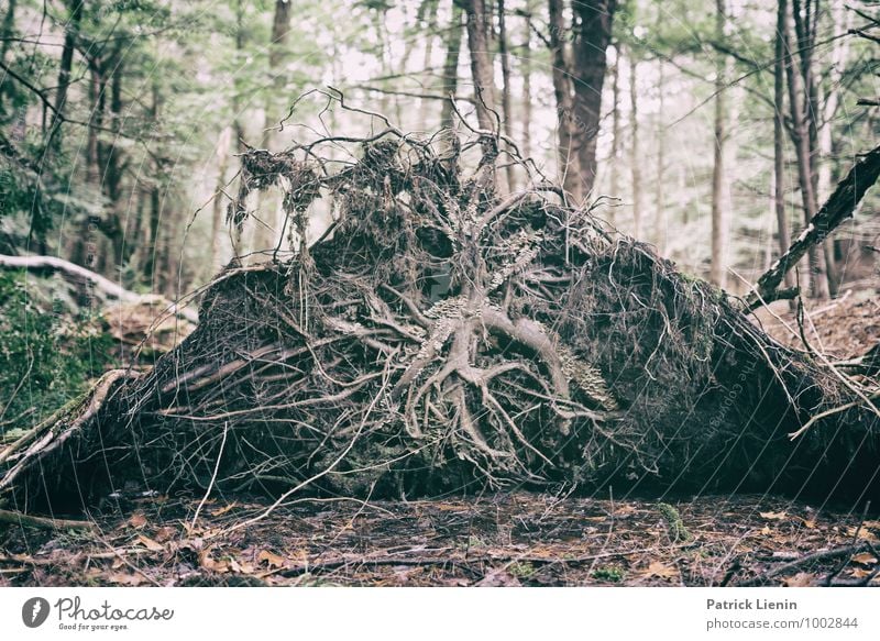 Retreat (5) Wellness harmonisch Wohlgefühl Zufriedenheit Sinnesorgane Erholung ruhig Meditation Freizeit & Hobby Umwelt Natur Landschaft Urelemente Erde Pflanze