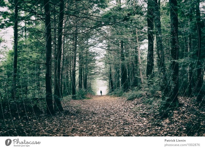 Waldtunnel Wellness Leben harmonisch Wohlgefühl Zufriedenheit Sinnesorgane Erholung ruhig Ferien & Urlaub & Reisen Ausflug Abenteuer Freiheit Mensch 1 Umwelt