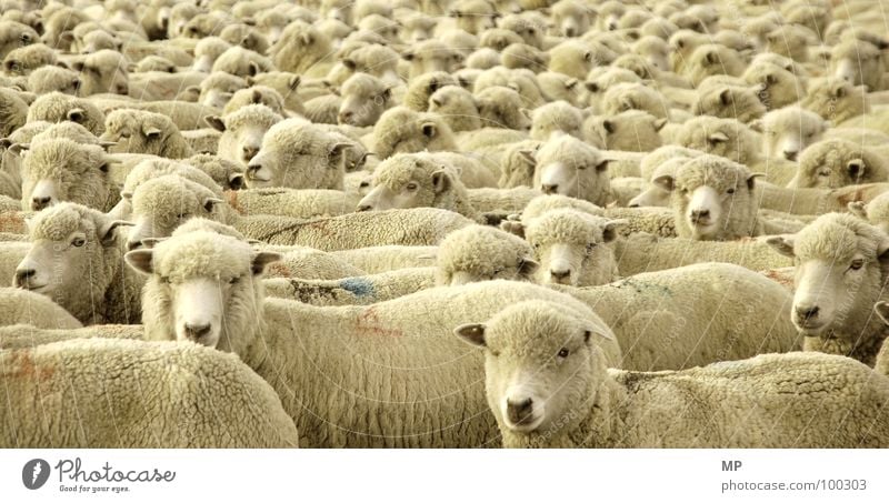 Sailing the Seas of Sheep Schaf Wolle weich kuschlig Fell Physik Tier Textilien Schneider Gentechnik Genetik Klonen dumm Hochmut Bauernhof Landwirtschaft