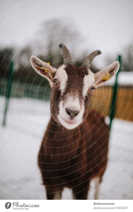 . Wind Schnee Tier Haustier Nutztier Fell Zoo Streichelzoo Ziegen 1 beobachten Blick stehen Neugier niedlich braun grau grün Tierliebe Ziegenkäse Ziegenfell