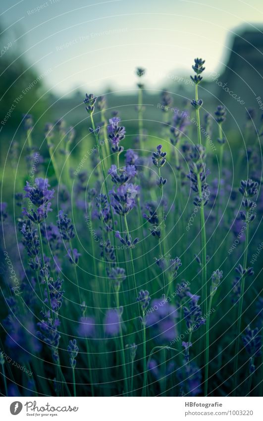 Lavendel Umwelt Natur Pflanze Blume Blüte Lavendelfeld Gefühle Glück Romantik schön Sehnsucht Duft duftig violett Farbfoto Außenaufnahme Nahaufnahme