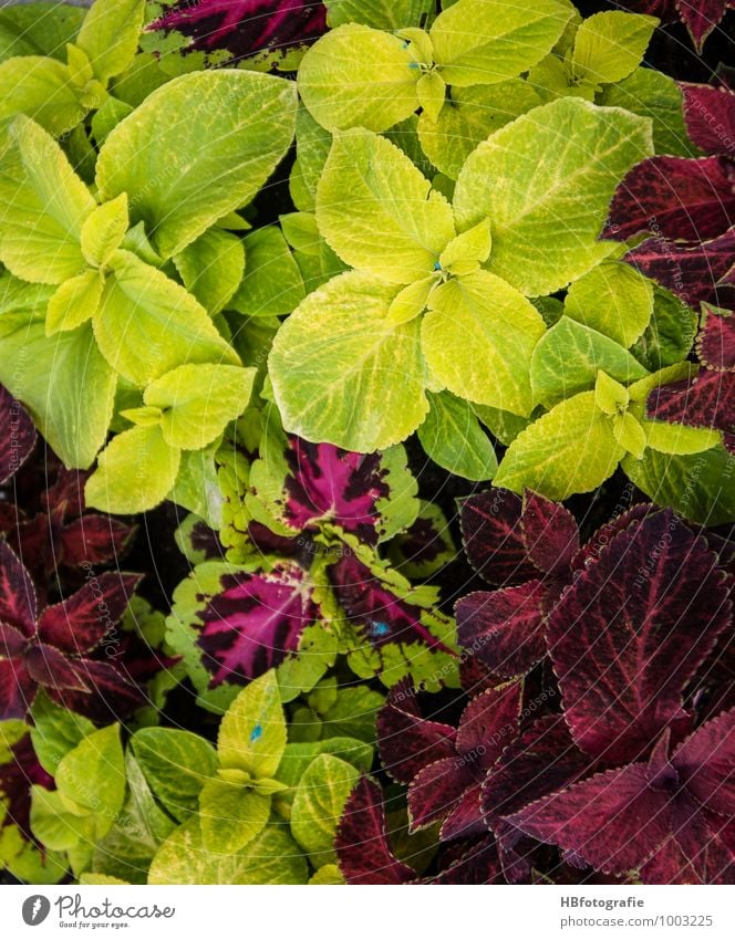 Kontraste Ferien & Urlaub & Reisen Umwelt Natur Pflanze Frühling Blatt Grünpflanze gelb grün rot skurril träumen Farbenspiel Farbkombination mehrfarbig Farbfoto