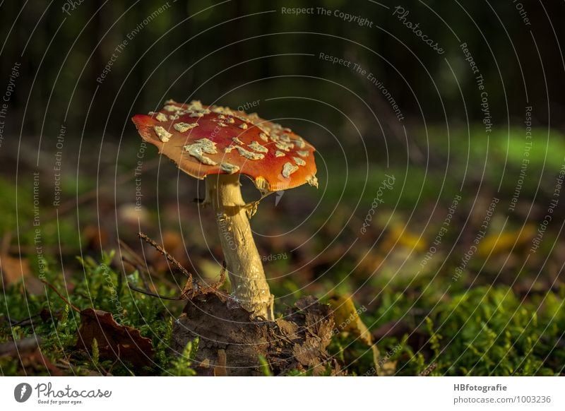 Fliegenpilz Natur Pflanze Erde Pilz Wald entdecken schön Romantik ruhig träumen Pilzsucher Giftpflanze Märchenwald mushroom Moosteppich Farbfoto Außenaufnahme