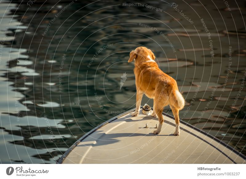 Bugfigur Schifffahrt Bootsfahrt Fischerboot Motorboot Segelboot Ruderboot Wasserfahrzeug Hafen Jachthafen Tier Haustier Hund fahren Blick Lebensfreude Vorfreude