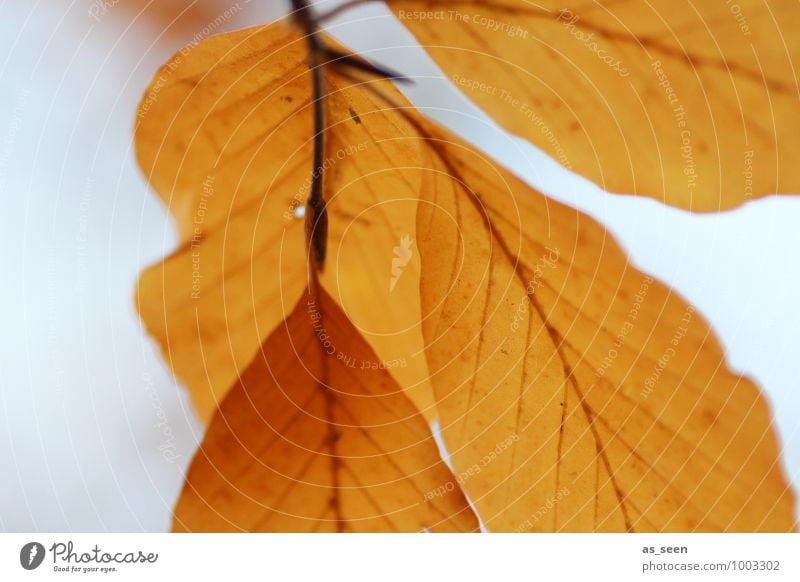 Autumn leaves schön Wellness harmonisch ruhig Umwelt Natur Pflanze Herbst Wetter Baum Blatt Buche Buchenblatt Blattadern Laubbaum Herbstlaub Wald schaukeln