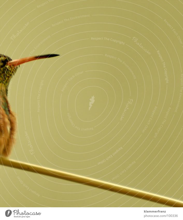 Little-Stabhochsprung #1 Überschreitung Vogel Tier Olympiade herausfordernd Mut springen Sprungkraft Schnabel gelb braun schwarz Zoo Tiergarten gefangen frei